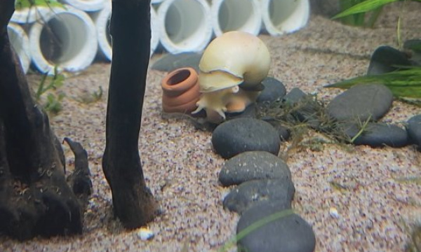 Mystery Snails