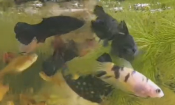 Female Betta