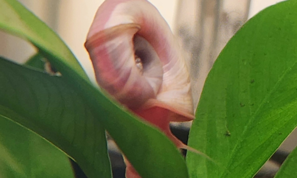 Ramshorn Snails