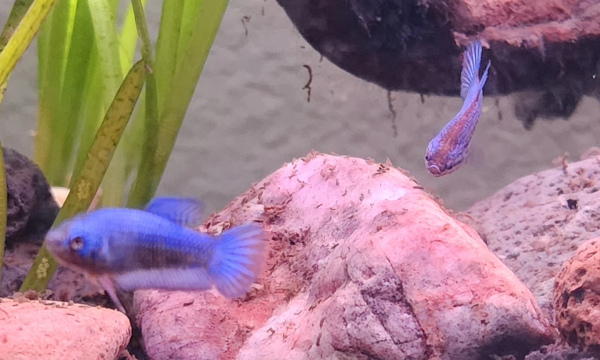 Betta Fry