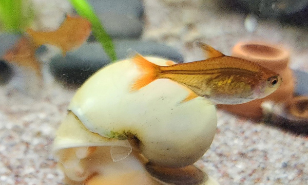 Ember Tetra